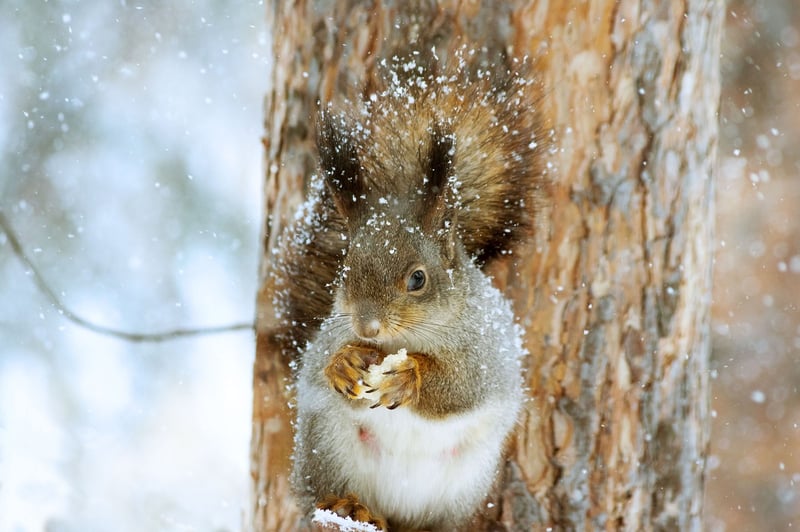 Woodland Eats