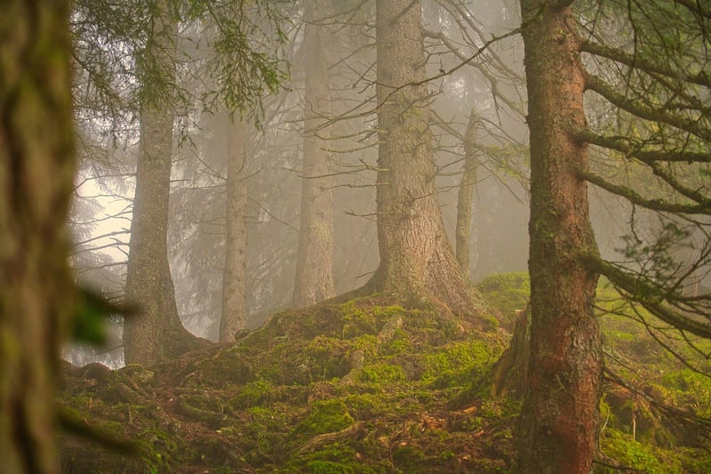 Enchanted Forest, Scotland