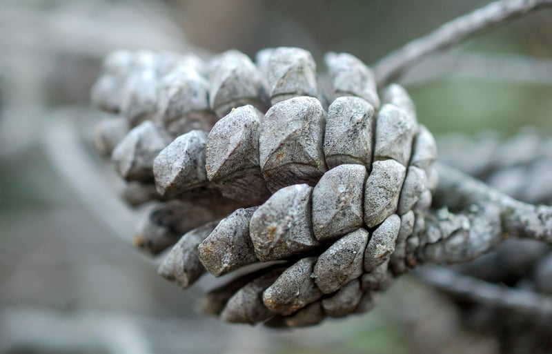 Pinecone Place Card Holders