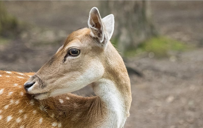 Woodland Eats